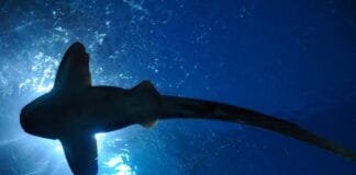 boy,-12,-is-mauled-by-shark-at-tourist-hotspot