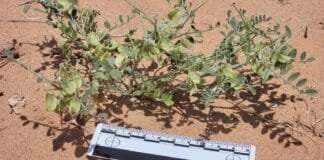 solar-farms-can-be-havens-for-rare-plants-just-ask-the-threecorner-milkvetch.