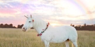 meet-the-new-european-unicorns-of-2026