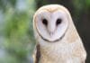 Visiting Oregon? You may soon have to pay a tax to protect its wildlife. visiting-oregon?-you-may-soon-have-to-pay-a-tax-to-protect-its-wildlife.
