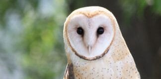 visiting-oregon?-you-may-soon-have-to-pay-a-tax-to-protect-its-wildlife.