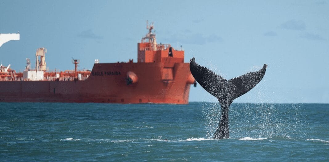 marine-protected-areas-aren’t-in-the-right-places-to-safeguard-dolphins-and-whales-in-the-south-atlantic