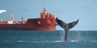 marine-protected-areas-aren’t-in-the-right-places-to-safeguard-dolphins-and-whales-in-the-south-atlantic