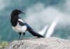 report:-us-bird-population-is-declining