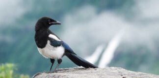 report:-us-bird-population-is-declining