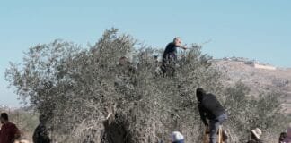 illegal-settlers-uproot-hundreds-of-olive-trees,-assault-palestinians-across-occupied-west-bank