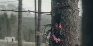 new-critique-debunks-claim-that-trees-can-sense-a-solar-eclipse