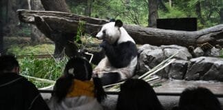 china’s-panda-diplomacy-is-becoming-a-liability-for-beijing