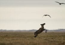 gwich’in-fight-to-protect-caribou-from-alaska-oil-development