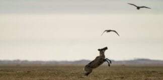 gwich’in-fight-to-protect-caribou-from-alaska-oil-development
