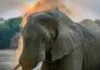fisherman-fleeing-elephant-attack-is-killed-by-crocodiles