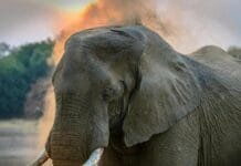 fisherman-fleeing-elephant-attack-is-killed-by-crocodiles