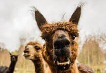 llamas-praised-for-helping-to-stop-fleeing-robber