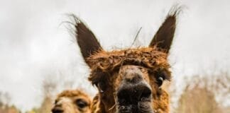 llamas-praised-for-helping-to-stop-fleeing-robber