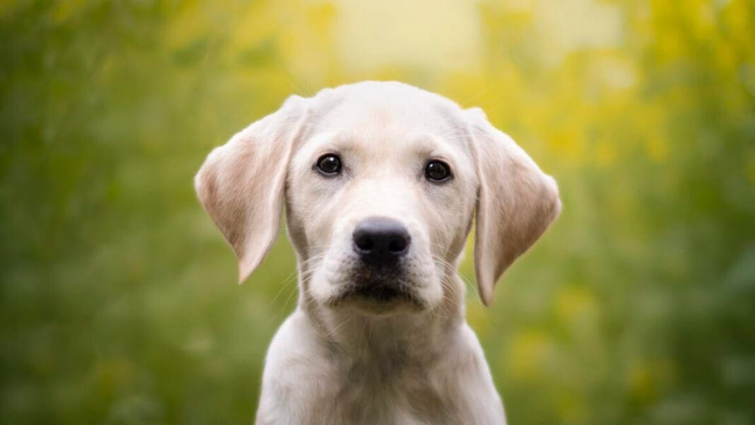 ring-cancels-flock-deal-after-dystopian-super-bowl-ad-prompts-mass-outrage ring-cancels-flock-deal-after-dystopian-super-bowl-ad-prompts-mass-outrage