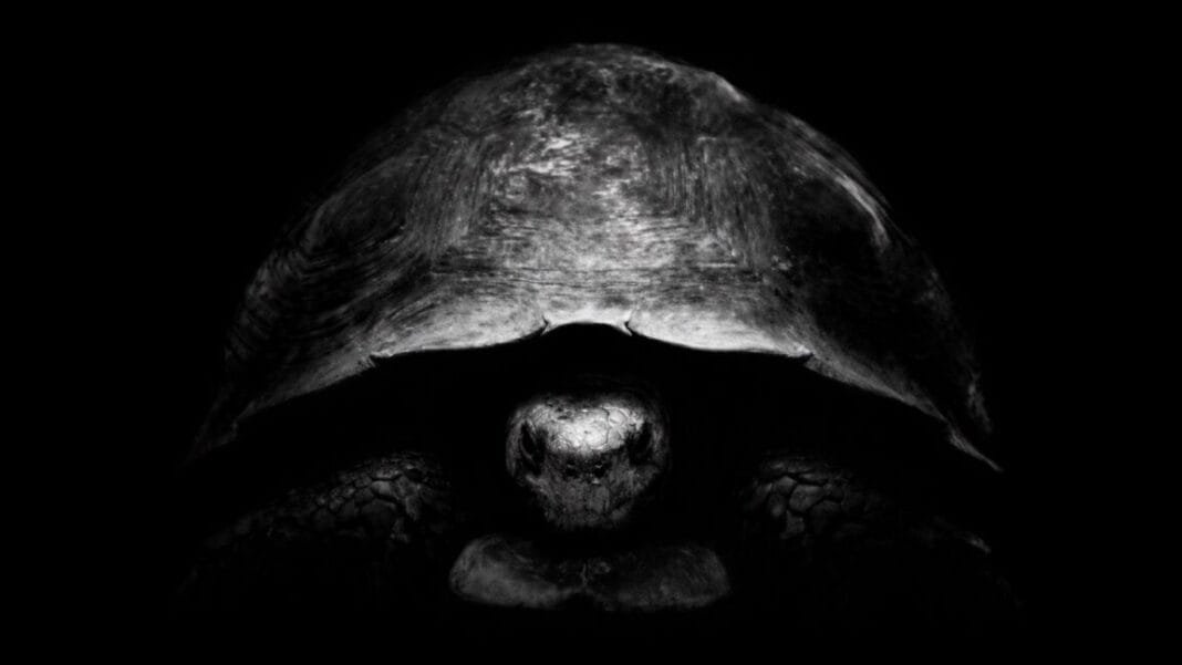 why-is-bezos-trolling-musk-on-x-with-turtle-pics?-because-he-has-a-new-moon-plan.