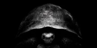 Why is Bezos trolling Musk on X with turtle pics? Because he has a new Moon plan. why-is-bezos-trolling-musk-on-x-with-turtle-pics?-because-he-has-a-new-moon-plan.