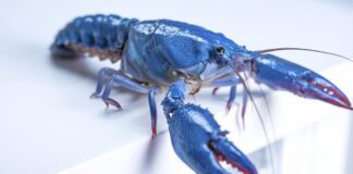 OpenClaw security fears lead Meta, other AI firms to restrict its use openclaw-security-fears-lead-meta,-other-ai-firms-to-restrict-its-use