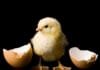 from-chickens-to-humans,-animals-think-“bouba”-sounds-round