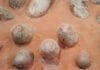 dinosaur-eggshells-can-reveal-the-age-of-other-fossils