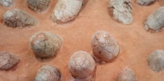 dinosaur-eggshells-can-reveal-the-age-of-other-fossils