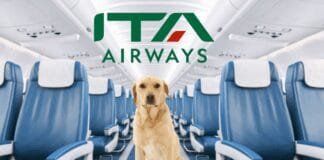 ita-airways-to-allow-pets-up-to-30-kg-in-cabin-on-domestic-flights