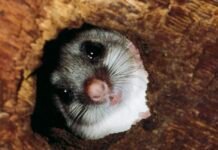 the-strange-animals-that-control-their-body-heat