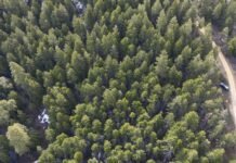 why-thinning-a-forest-could-get-you-more-drinking-water