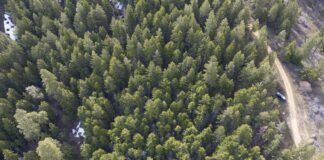 why-thinning-a-forest-could-get-you-more-drinking-water