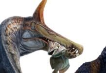 a-unicorn-like-spinosaurus-found-in-the-sahara