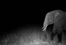 hunting-for-elusive-“ghost-elephants”