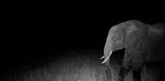 hunting-for-elusive-“ghost-elephants”