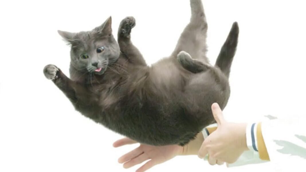 flexible-feline-spines-shed-light-on-“falling-cat”-problem
