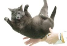 flexible-feline-spines-shed-light-on-“falling-cat”-problem
