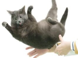 flexible-feline-spines-shed-light-on-“falling-cat”-problem
