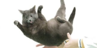 flexible-feline-spines-shed-light-on-“falling-cat”-problem