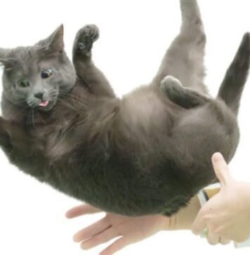 flexible-feline-spines-shed-light-on-“falling-cat”-problem