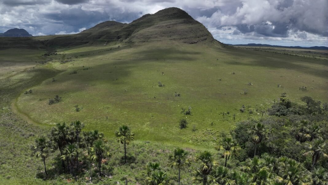 the-secret-superpower-of-brazil’s-vast-savanna