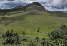 the-secret-superpower-of-brazil’s-vast-savanna