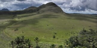 the-secret-superpower-of-brazil’s-vast-savanna