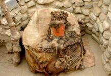 centuries-before-the-inca,-peru’s-wealthy-imported-parrots-from-afar