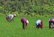 how-the-humble-hornwort-could-supercharge-agriculture