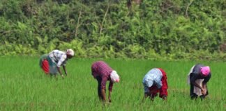 how-the-humble-hornwort-could-supercharge-agriculture