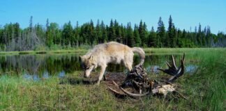 Species slowdown: Is nature’s ability to self-repair stalling? species-slowdown:-is-nature’s-ability-to-self-repair-stalling?