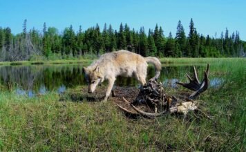 Species slowdown: Is nature’s ability to self-repair stalling? species-slowdown:-is-nature’s-ability-to-self-repair-stalling?