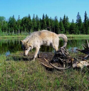 Species slowdown: Is nature’s ability to self-repair stalling? species-slowdown:-is-nature’s-ability-to-self-repair-stalling?