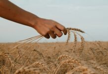 war-in-iran-threatens-fresh-food-price-shock-across-developing-world