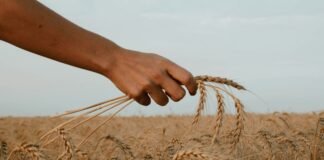 war-in-iran-threatens-fresh-food-price-shock-across-developing-world