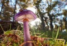 long-overlooked-as-crucial-to-life,-fungi-start-to-get-their-due