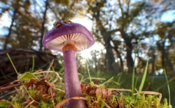 long-overlooked-as-crucial-to-life,-fungi-start-to-get-their-due